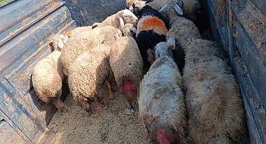 Sokak köpekleri hayvanlarını telef etti