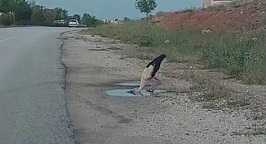 Sürüsünden kopan leylek yol kenarındaki su birikintisinden susuzluğunu giderdi