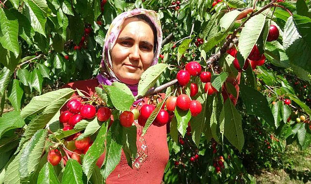 Turfanda kiraz çıktı: İlk hasatlar Norveç, Almanya ve Rusya'ya