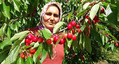Turfanda kiraz çıktı: İlk hasatlar Norveç, Almanya ve Rusya'ya