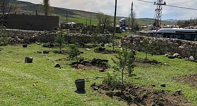 Ulaş'a 8 bin çam fidanı dikildi