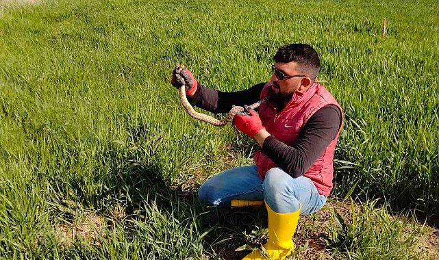 Yakaladığı yılanla kedi yavrusuyla oynar gibi oynadı