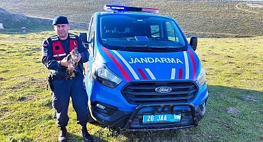 Yaralı halde bulunan 'Şahin' jandarma ekiplerince tedavi ettirildi