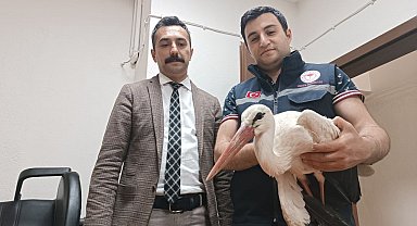 Yaralı halde bulunan leylek tedavi altına alındı