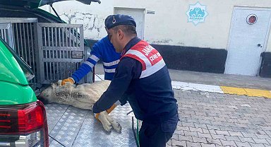 Yaralı köpeğe jandarma yetişti