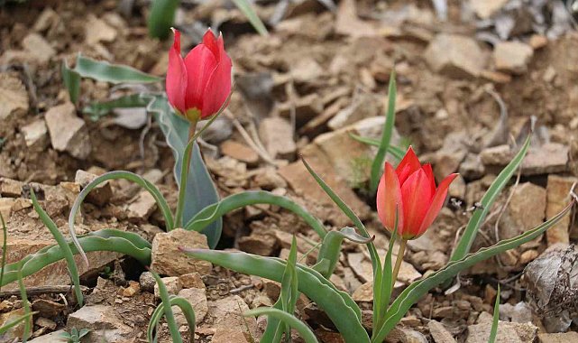 Yılda 15 gün görülen "dağ lalesi" görenleri hayran bırakıyor