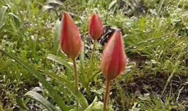 Yılda bir kez açan Manisa lalesi koruma altında