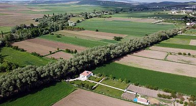 Yozgat'ın ağaç tünelli yolu görenleri hayran bırakıyor