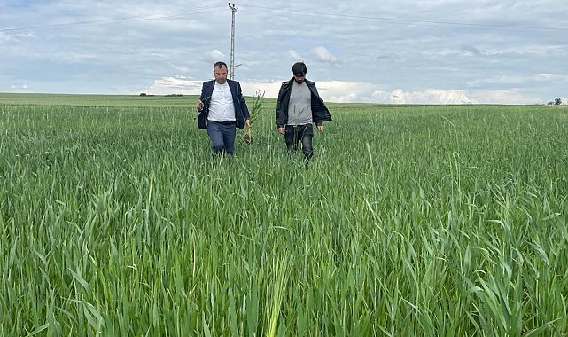 Yozgat'ta yağışlar nedeniyle ekili alanlarda pas hastalığı riski oluştu