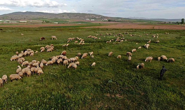 Ziraat Odası Başkanı Çetindağ: "Kurban için yeteri kadar hayvanımız var"