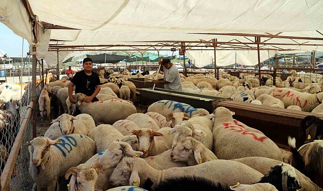 Akdeniz'de kurban kesim ve satış yerleri hazırlanıyor