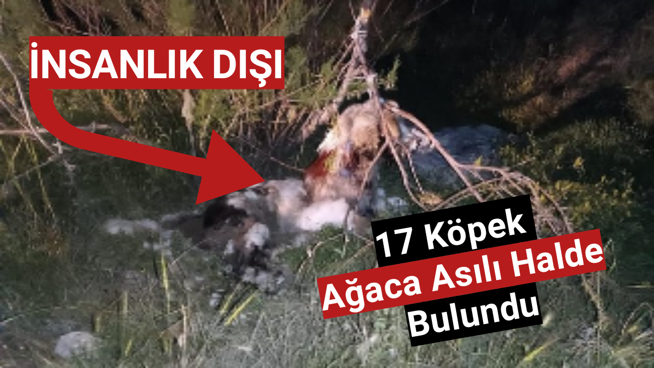 17 köpek ağaca asılmış halde bulundu