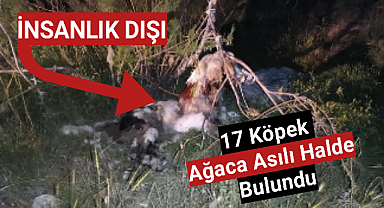 17 köpek ağaca asılmış halde bulundu