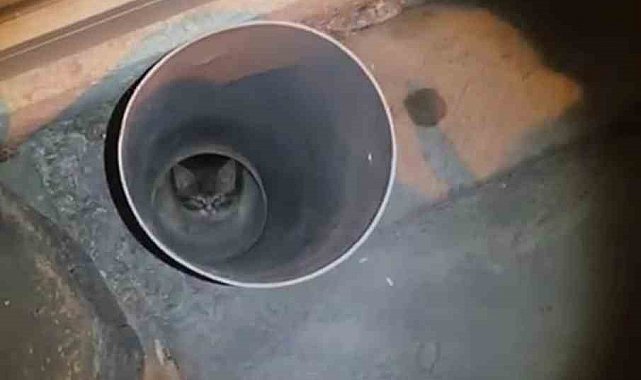 Anne kedi yardım istedi, itfaiye ekipleri kurtardı