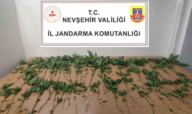 Evinde Hint Keneviri Yetiştiren şahıs gözaltına alındı