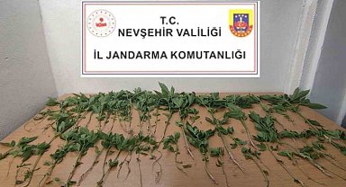 Evinde Hint Keneviri Yetiştiren şahıs gözaltına alındı
