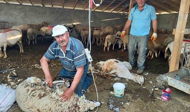 Günyüzü'nde koyun kırkım sezonu başladı