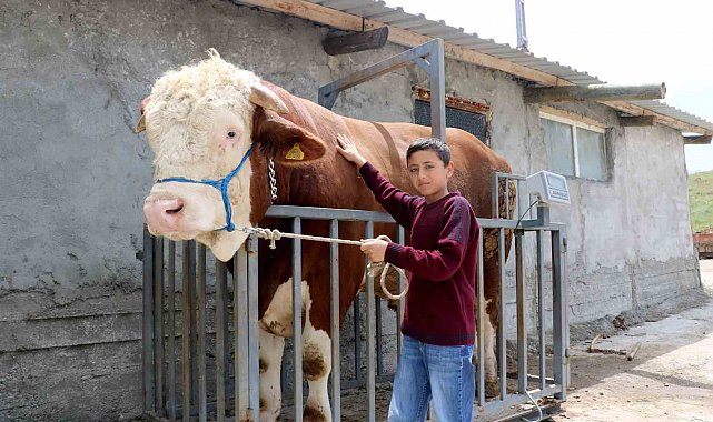 Heybeti görenleri büyülüyor, fiyatı ise dudak uçuklatıyor
