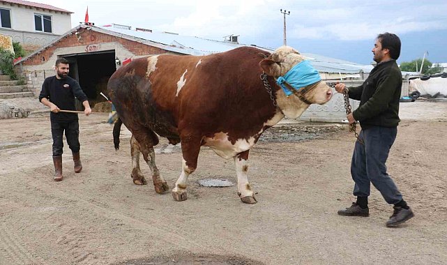 Heybeti kadar fiyatı da dudak uçuklatıyor