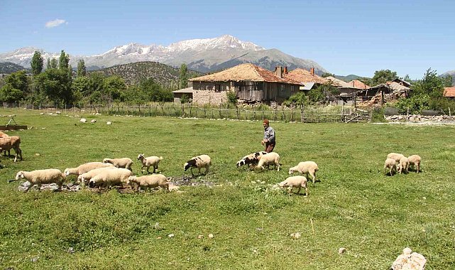 Karadeniz havasının yaşandığı Konya'da besiciler yağışlardan memnun