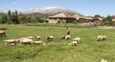 Karadeniz havasının yaşandığı Konya'da besiciler yağışlardan memnun