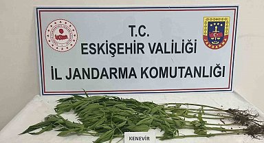Kenevir yetiştiren şahıslara jandarma operasyonu