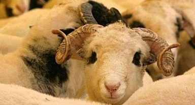 KURBAN BAYRAMI TATİLİ kaç gün? Kurban Bayramı tatili ne zaman başlıyor? Cumhurbaşkanı Erdoğan açıkladı