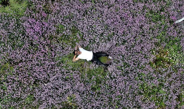 Mor kara yoncalar bozkırda kartpostallık görüntüler oluşturdu