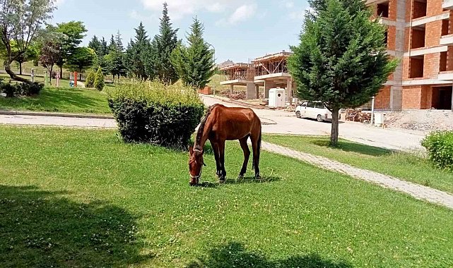 Parkın davetsiz misafiri