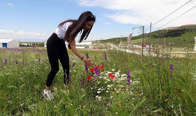 Rengarenk çiçekler doğayı canlandırdı
