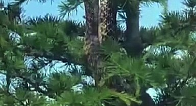 Sosyal medyada paylaşılan anakonda büyüklüğündeki yılan paniğe neden oldu, gerçek itfaiye ekiplerin gelmesiyle ortaya çıktı