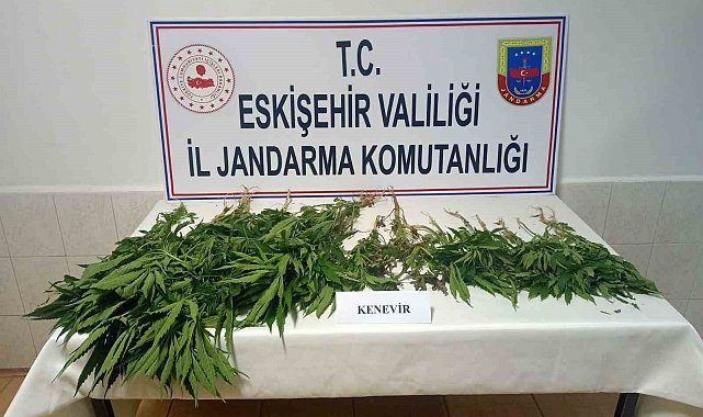 Şüpheli şahısların ev ve eklentilerinde 38 kök kenevir bitkisi bulundu