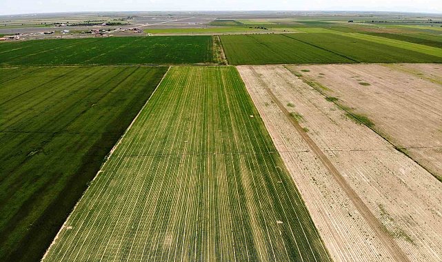 Tahıl ambarı Konya Ovası'nda kademeli havuç ekimi sürüyor