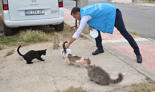 Yenişehir'de sokak hayvanları yalnız değil