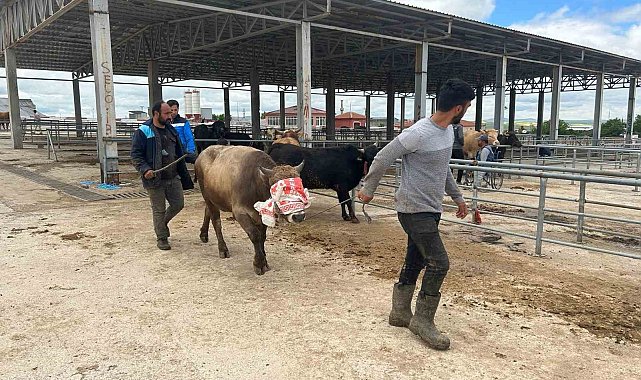 Yozgat'ta hayvan pazarları kurulmaya başladı