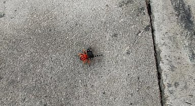 Zehirli uğur böceği örümceği bu kez kent merkezinde görüldü