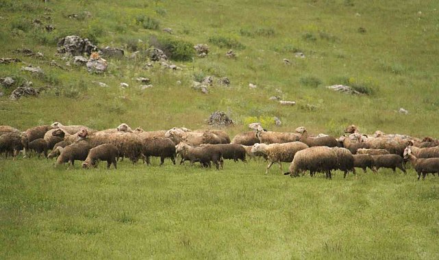 Gölcük yaylasında 6 yaşından beri hayvancılık yapıyor