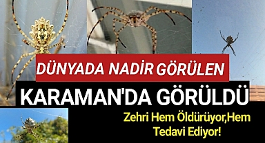 Karaman'da Görüldü! Zehri hem öldürüyor hem tedavi ediyor!