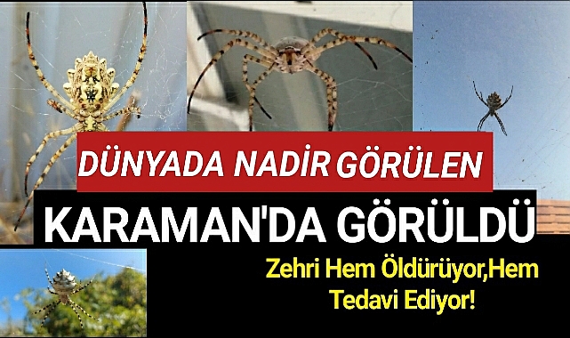 Karaman'da Görüldü! Zehri hem öldürüyor hem tedavi ediyor!