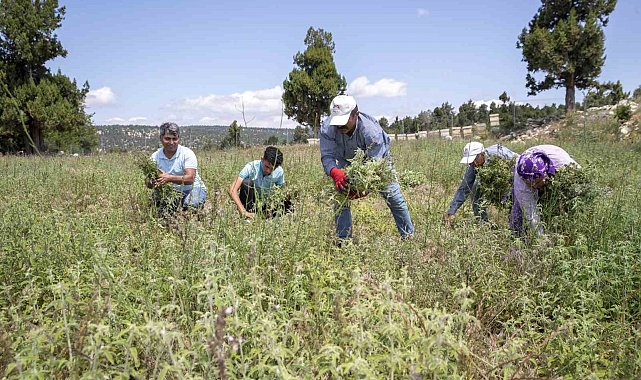 Silifkeli üreticilerin adayı çayı hasadı sevinci