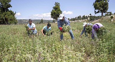 Silifkeli üreticilerin adayı çayı hasadı sevinci