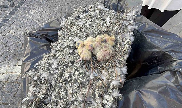 Tadilat esnasında bulunan güvercin yuvası çöpe bırakıldı