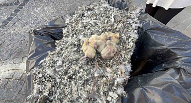 Tadilat esnasında bulunan güvercin yuvası çöpe bırakıldı