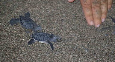 200 bin yavru buradan çıkıyor: Deniz kaplumbağaları Akdeniz'le buluşuyor