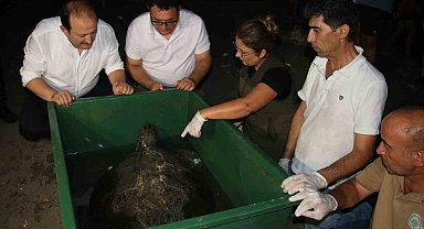 60 yaşındaki deniz kaplumbağaları tedavi sonrası tekrar denizle buluştu
