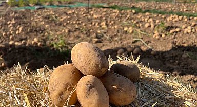 90 çeşit patates fuarda görücüye çıktı