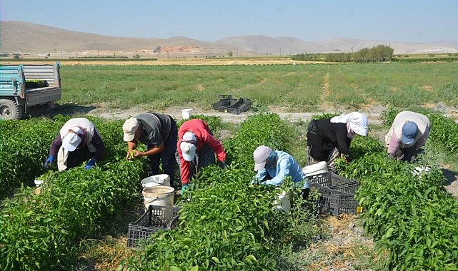 Adabağ'da üretilen organik ürünler tarladan direkt halka ulaşıyor