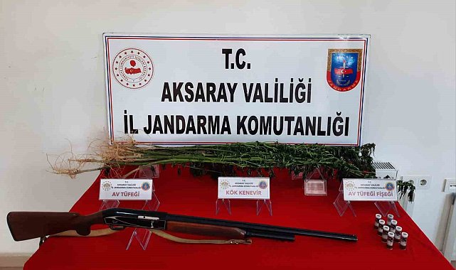 Aksaray'da kenevir yetiştiren şüpheli gözaltına alındı