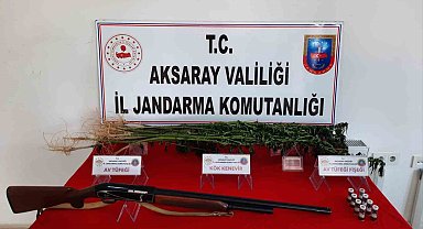Aksaray'da kenevir yetiştiren şüpheli gözaltına alındı