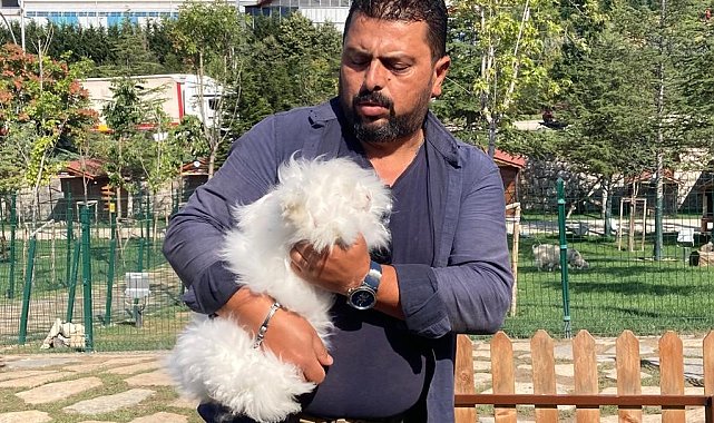 Ankara tavşanından Türkiye'de sadece 25 tane kaldı